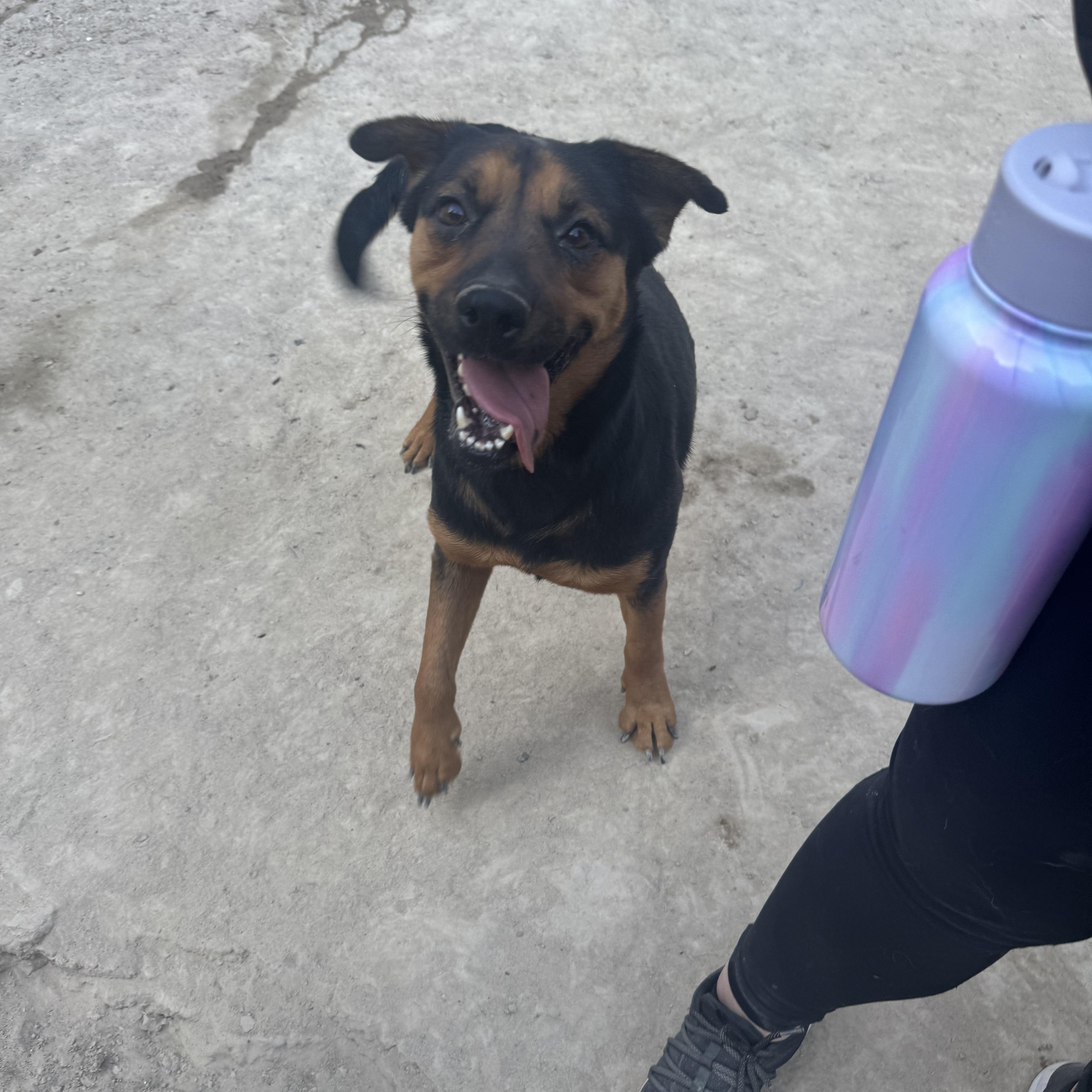 Enlarge Jenny, a Adoptable mixed breed in Puyallup, WA image 5/6