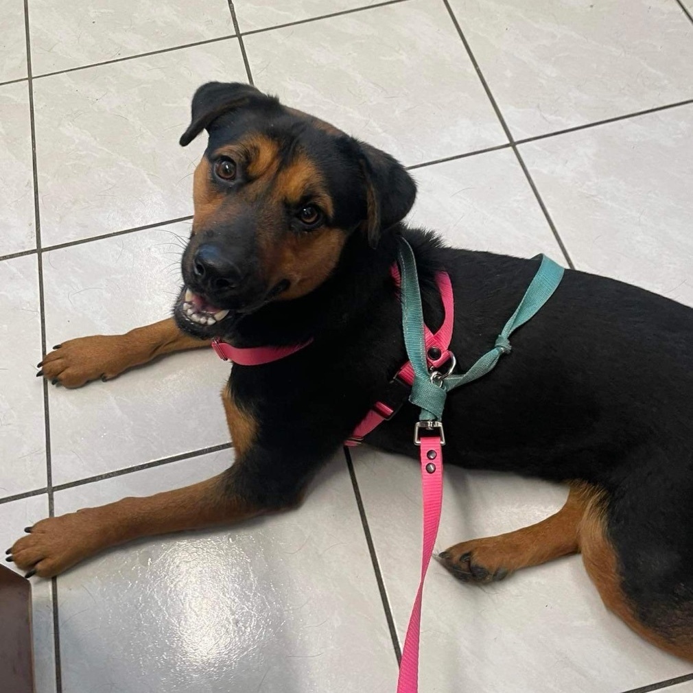 Jenny, Adoptable, Adult Female Mixed Breed.