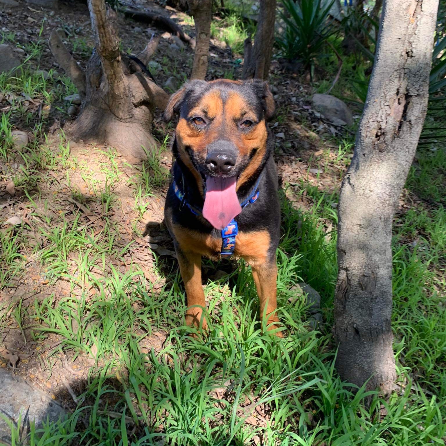 Enlarge Jenny, a Adoptable mixed breed in Puyallup, WA image 6/6