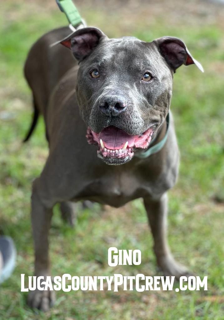 Enlarge Gino, a Adoptable mixed breed in Toledo, OH image 3/4