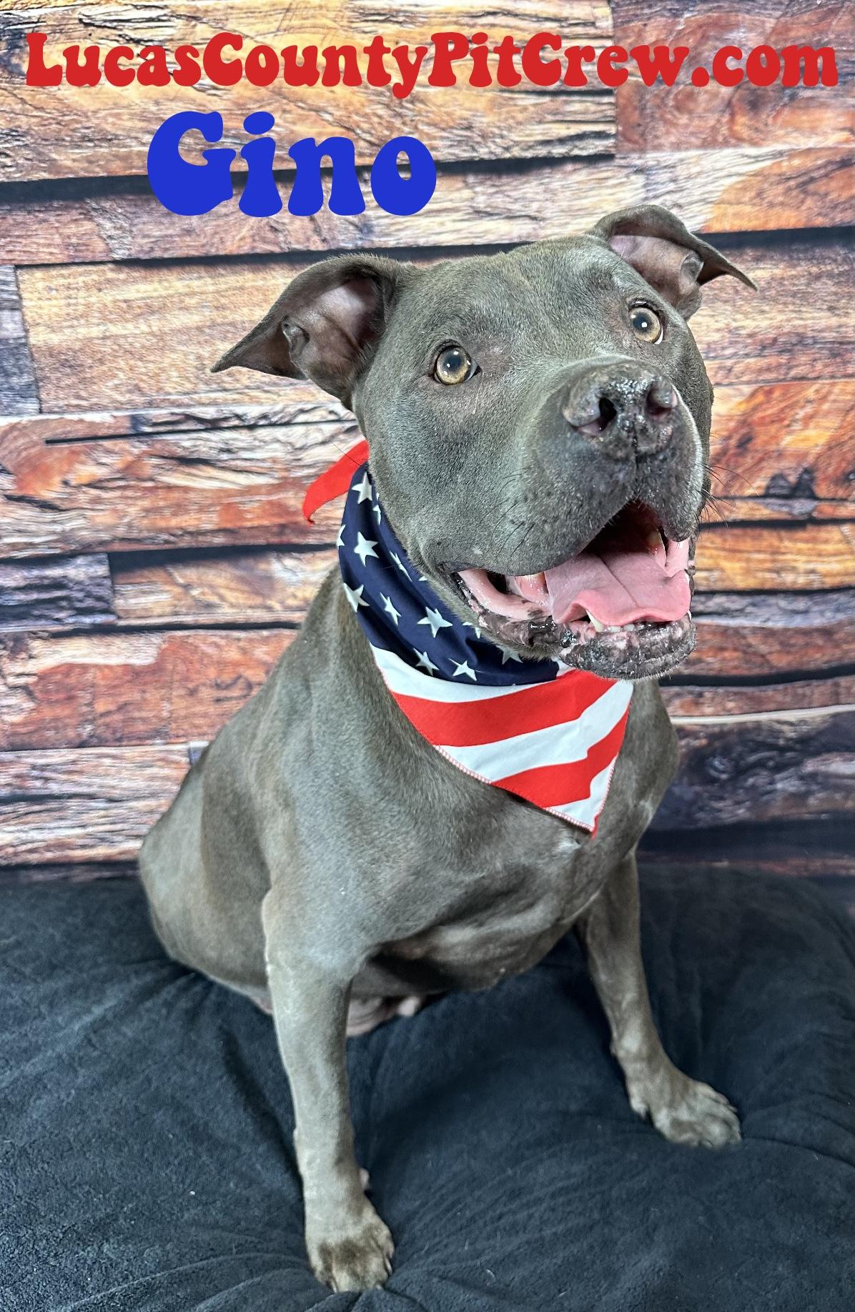 Gino, Adoptable, Senior Male Pit Bull Terrier & Labrador Retriever.