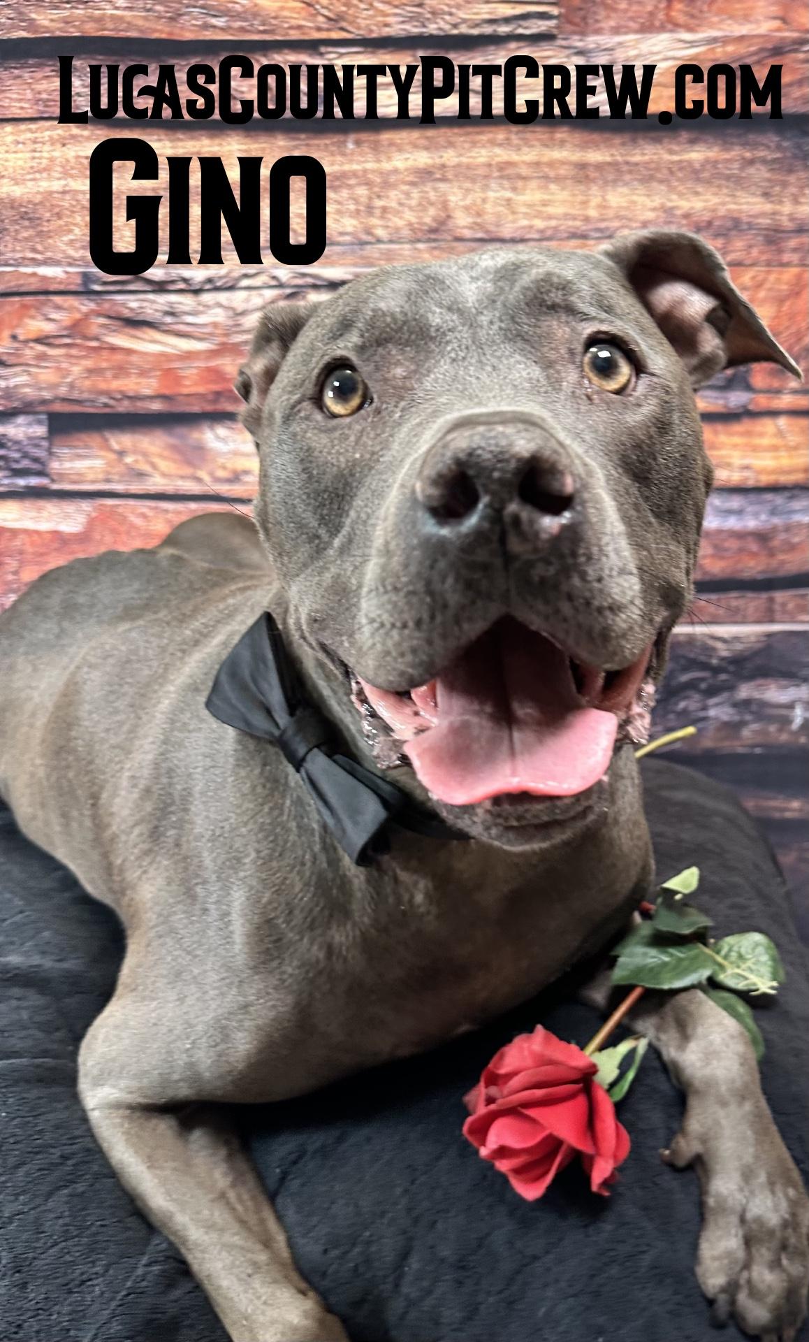 Enlarge Gino, a Adoptable mixed breed in Toledo, OH image 2/4