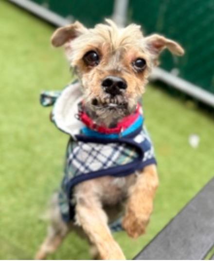 Barber Shop, a ADOPTABLE mixed breed in Wingdale, NY image 1/4