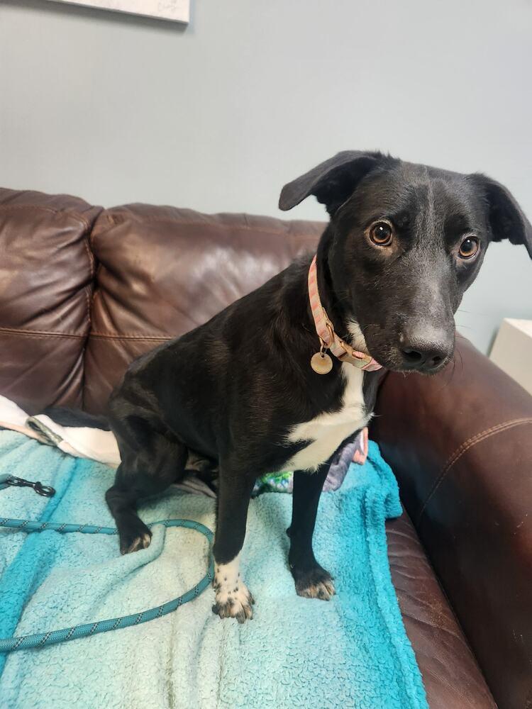 Enlarge TITAN, a Adoptable mixed breed in Lexington, TN image 1/1