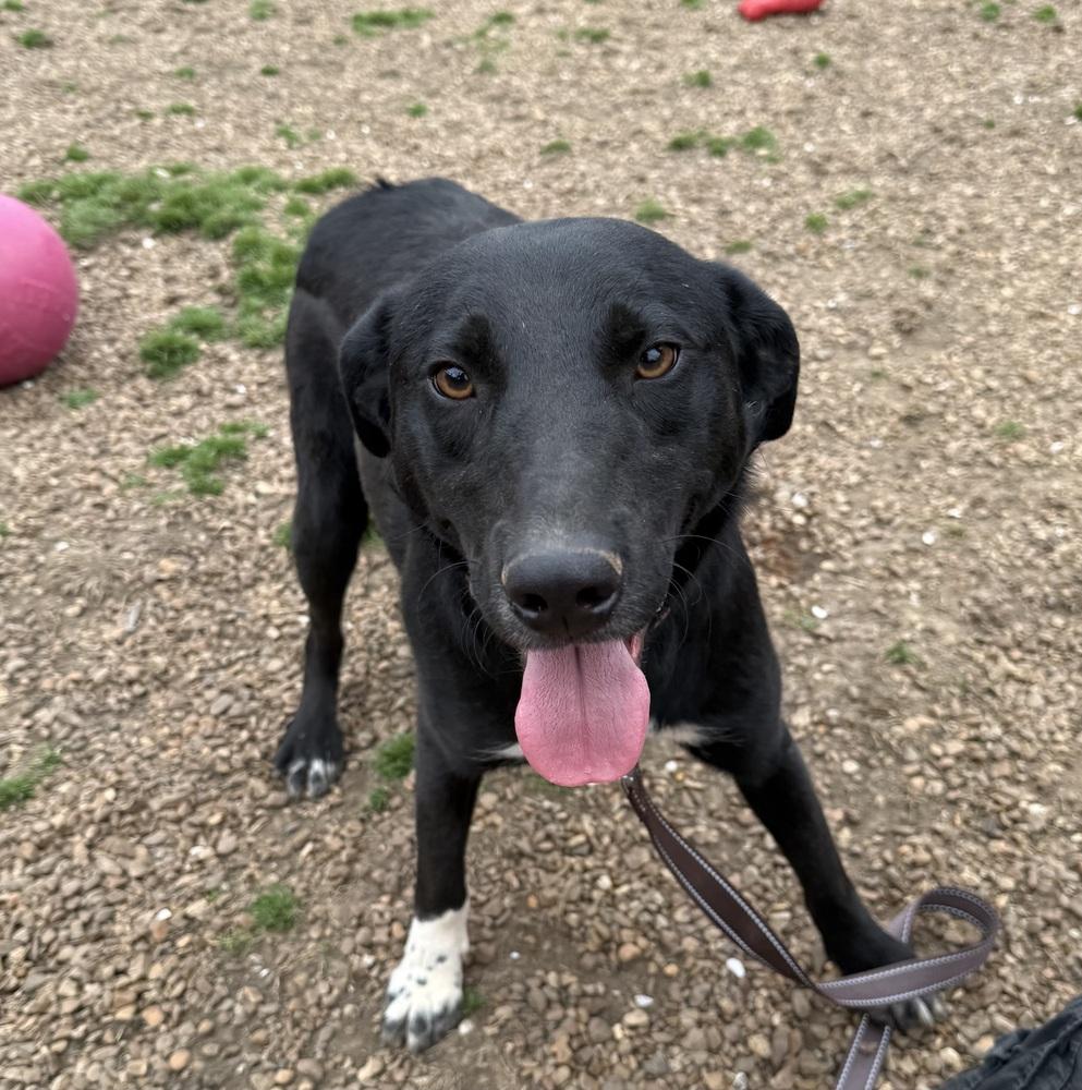 Enlarge TITAN, a Adoptable mixed breed in Lexington, TN image 2/6