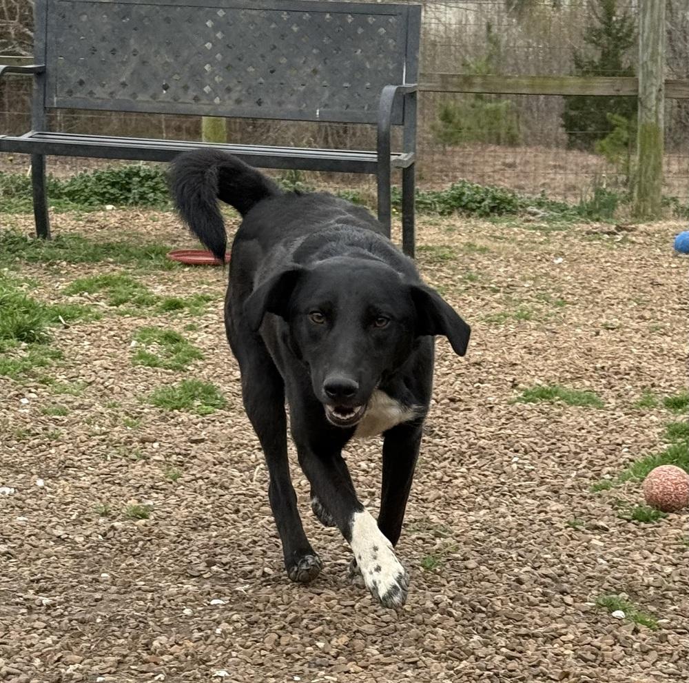 Enlarge TITAN, a Adoptable mixed breed in Lexington, TN image 4/6
