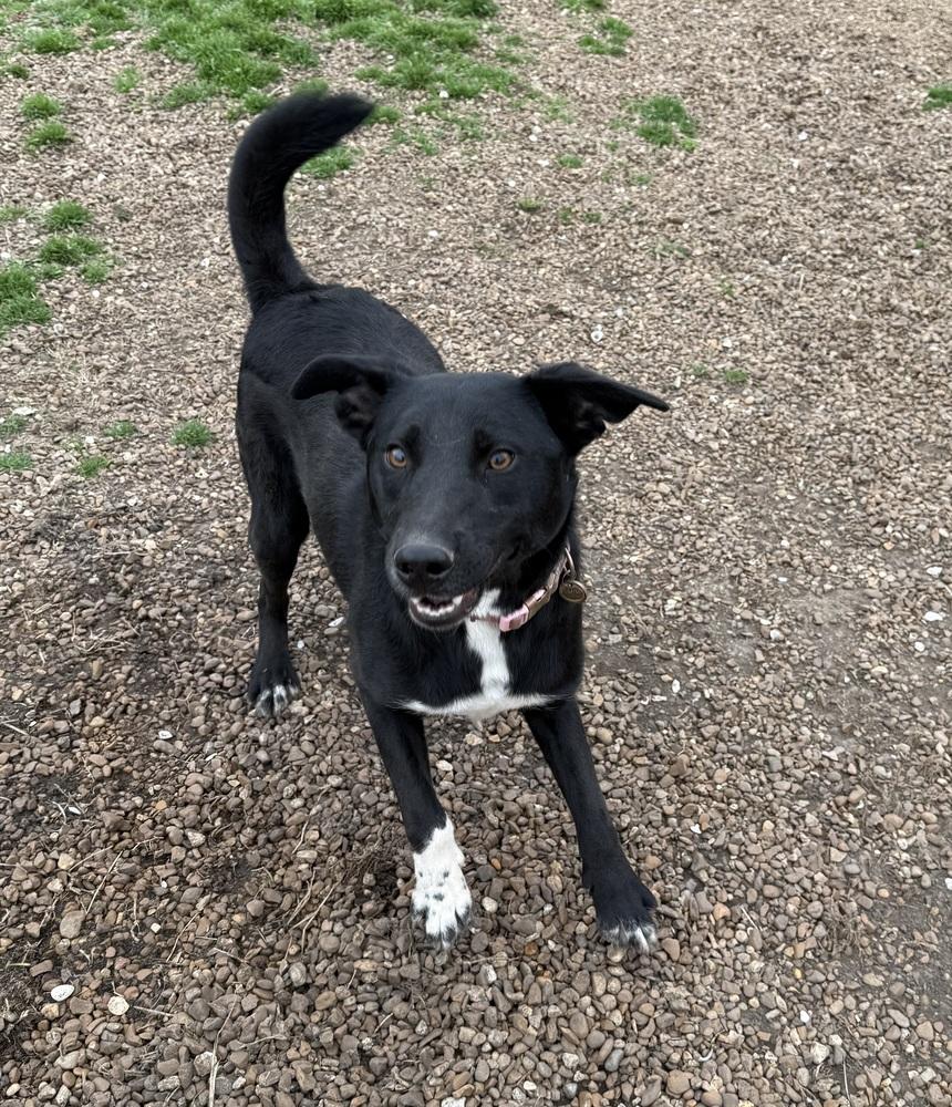 Enlarge TITAN, a Adoptable mixed breed in Lexington, TN image 5/6