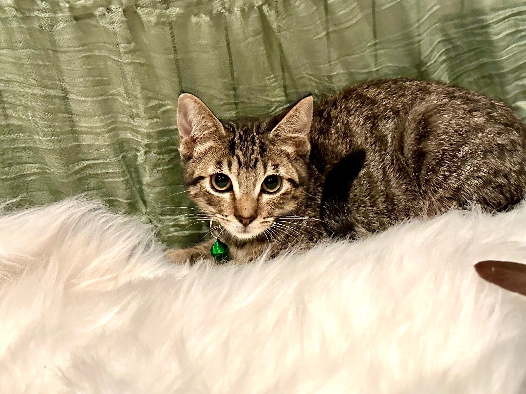 Nico, Baby Male Tabby