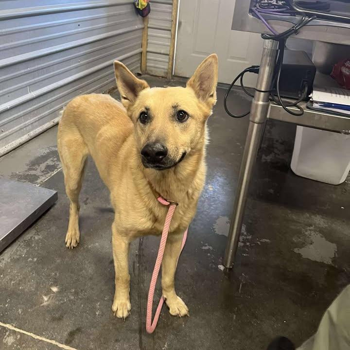 Dallas, ADOPTABLE, Adult Male German Shepherd Dog.