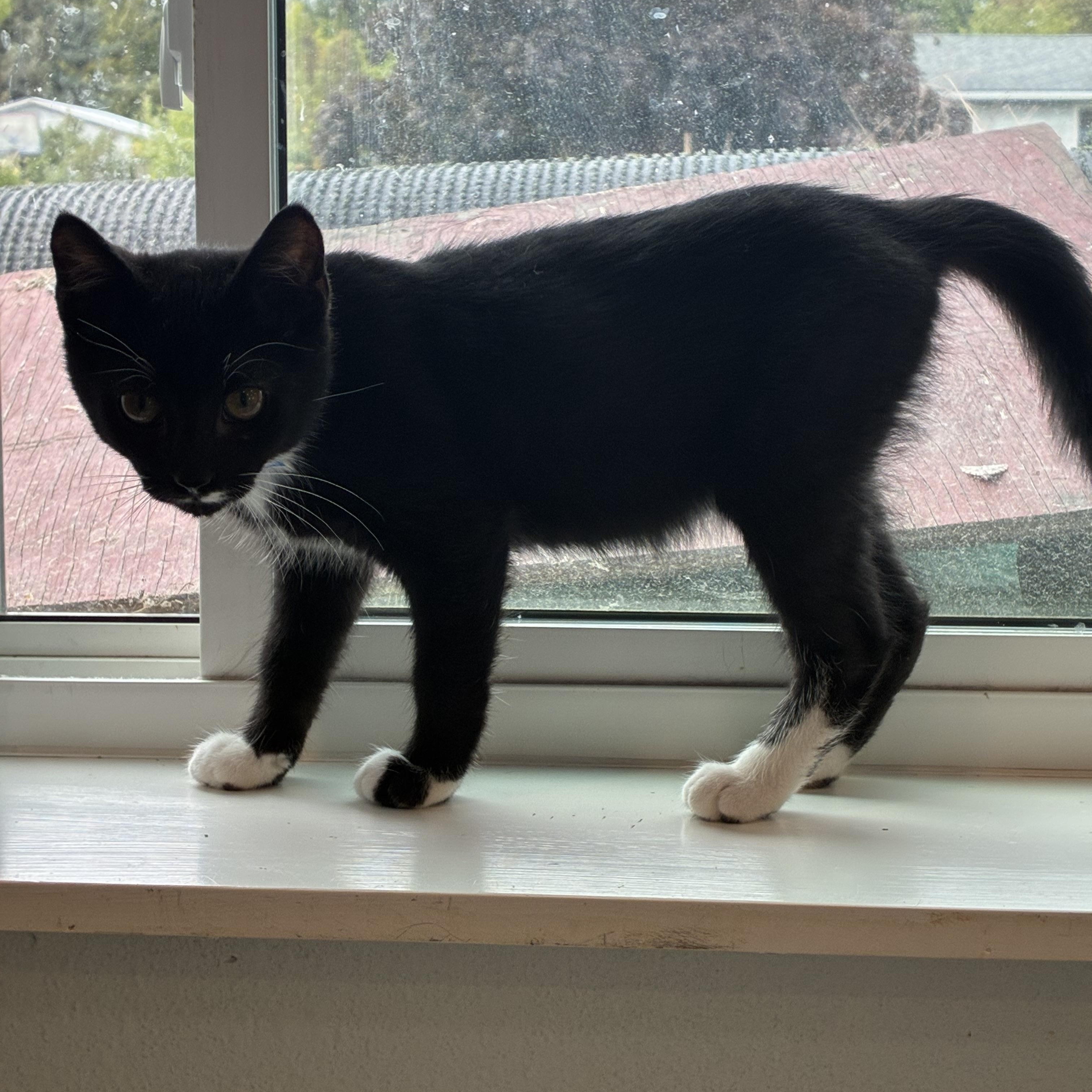 Enlarge Puffpie, a Adoptable Domestic Short Hair in Bonners Ferry, ID image 2/2