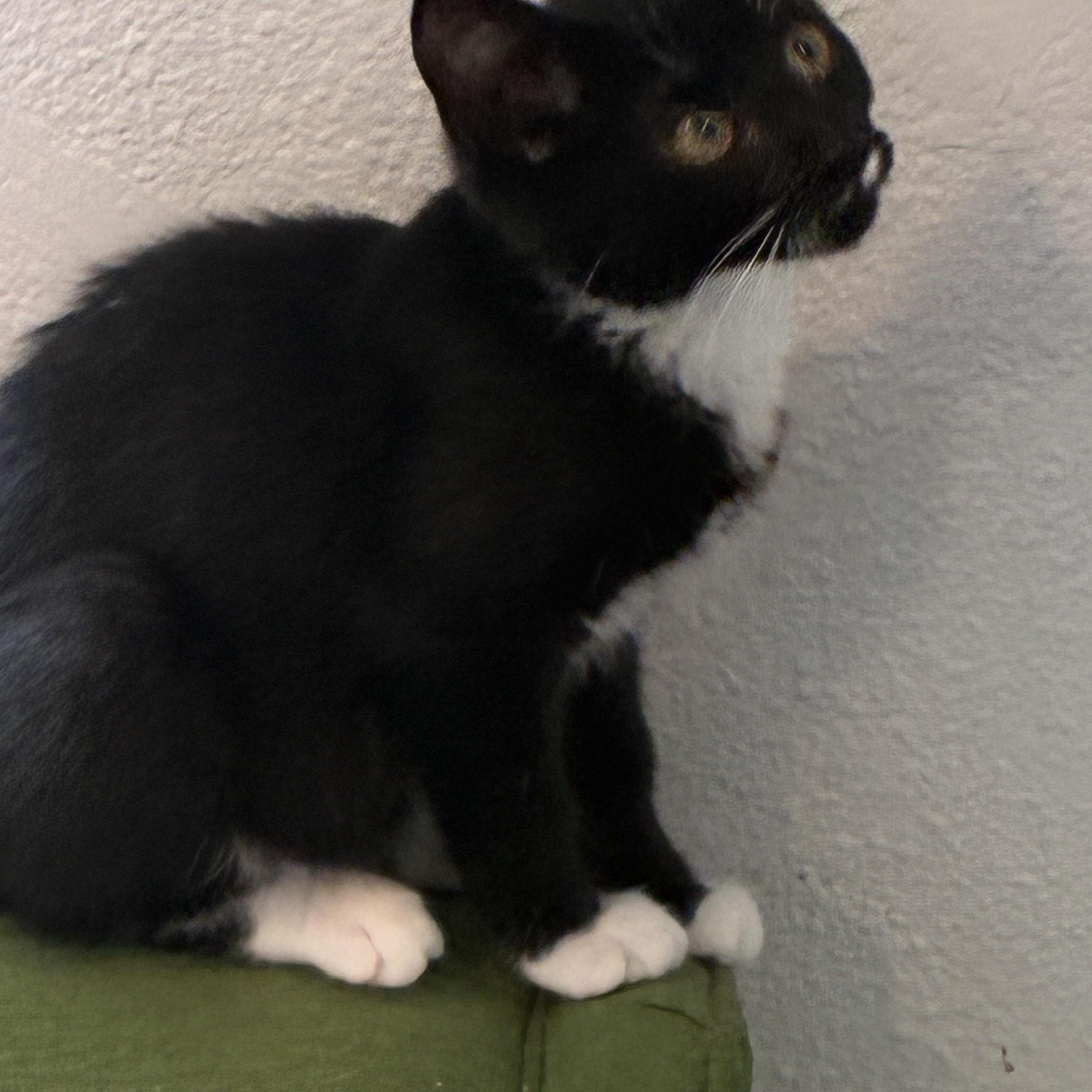 Puffpie, Adoptable, Kitten Male Domestic Short Hair.