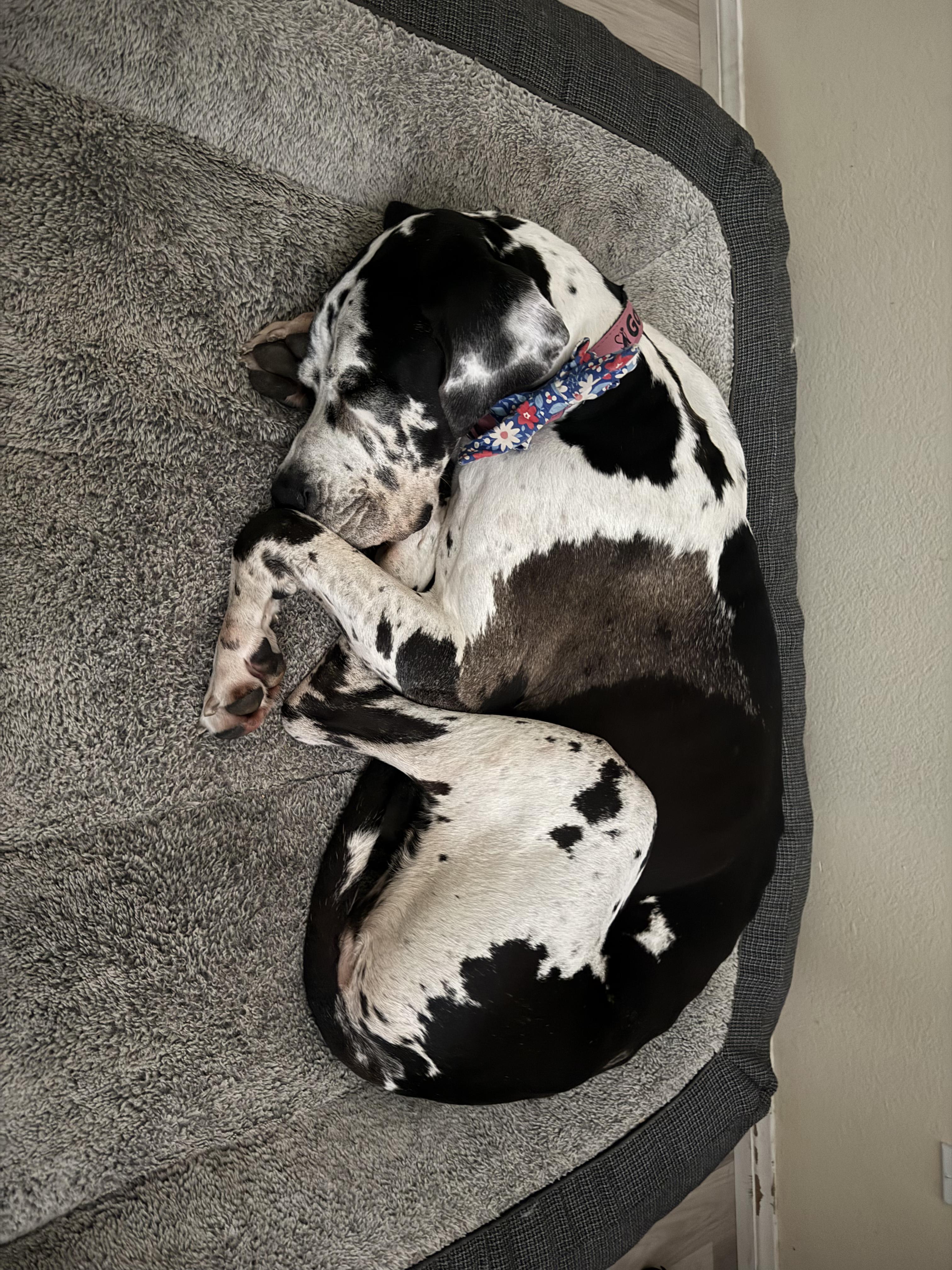 Bella Rose, an adopted Great Dane in Long Beach, CA image 4/4