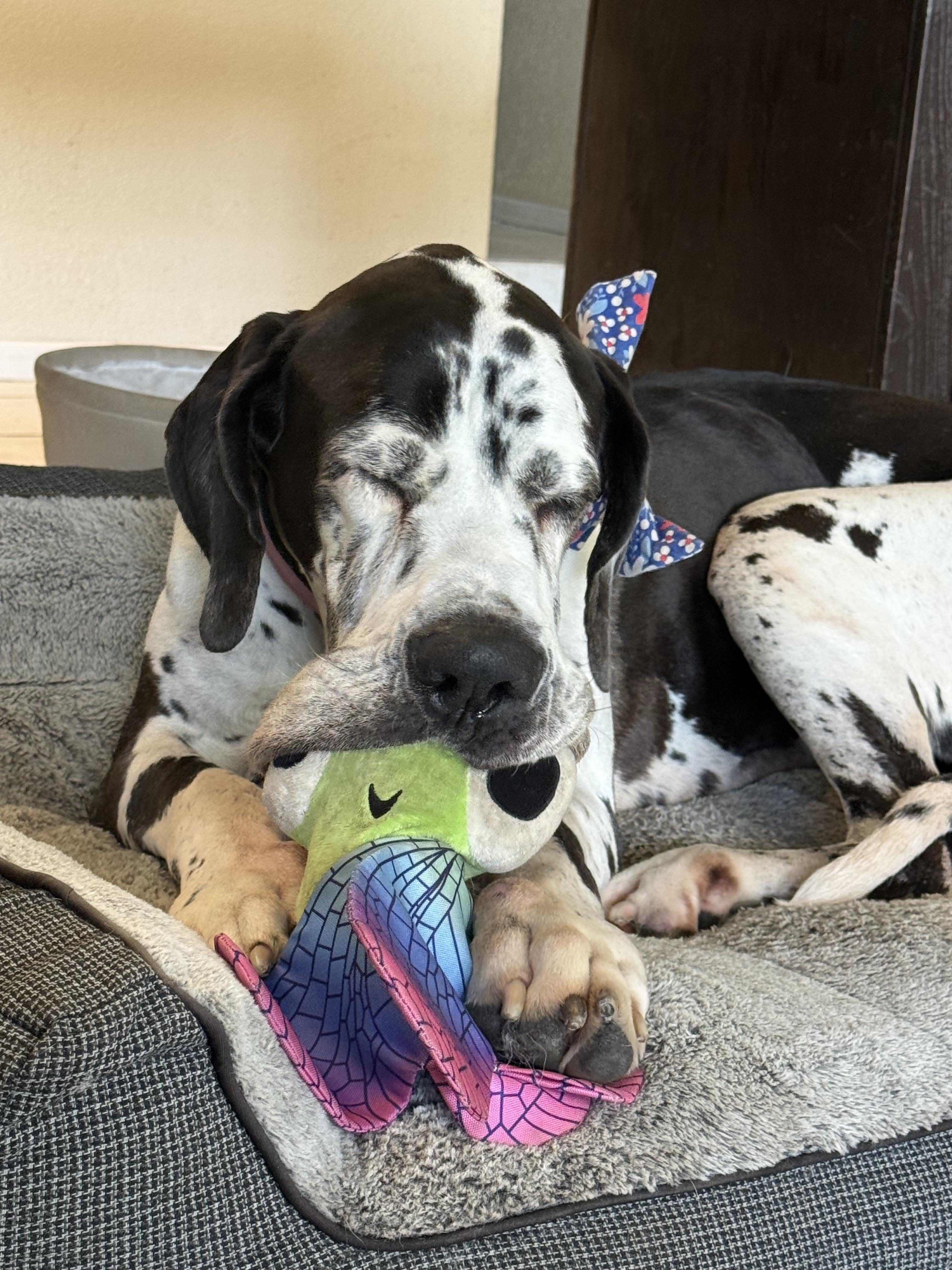 Bella Rose, an adopted Great Dane in Long Beach, CA image 3/4