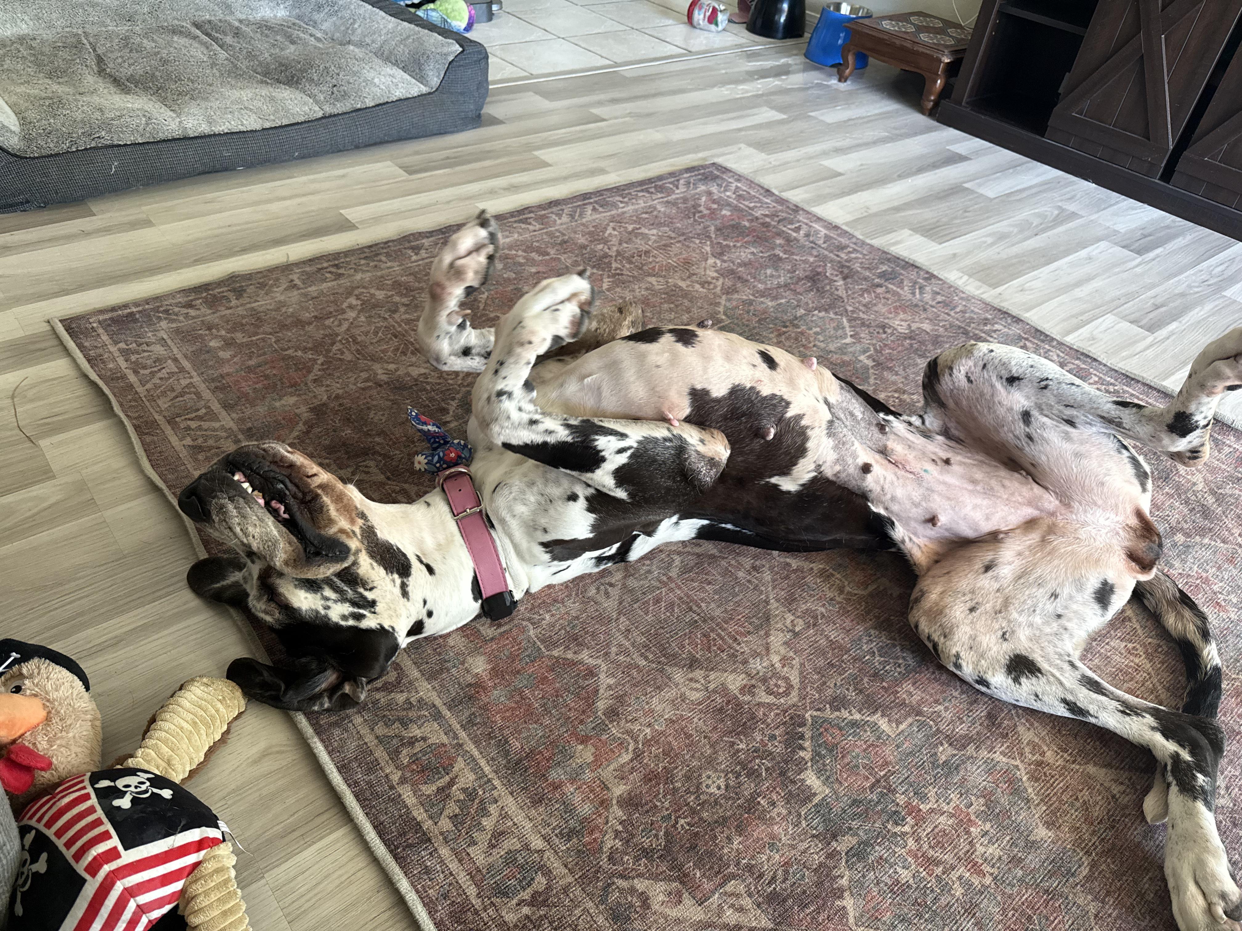 Bella Rose, an adopted Great Dane in Long Beach, CA image 1/4