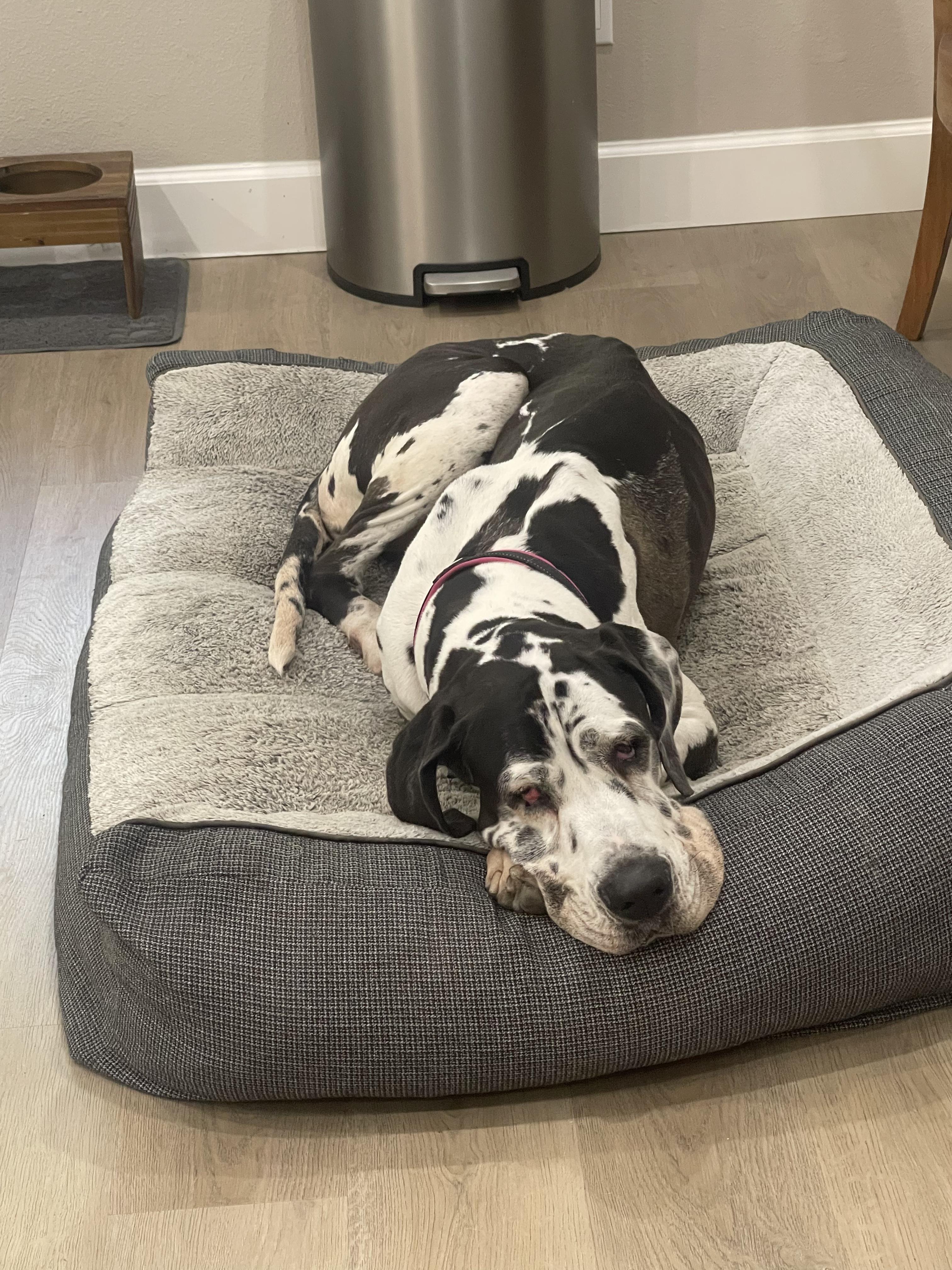Bella Rose, an adopted Great Dane in Long Beach, CA image 2/4