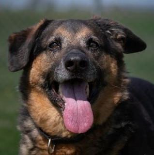 Enlarge Bella, a Adoptable mixed breed in Albany, NY image 2/3