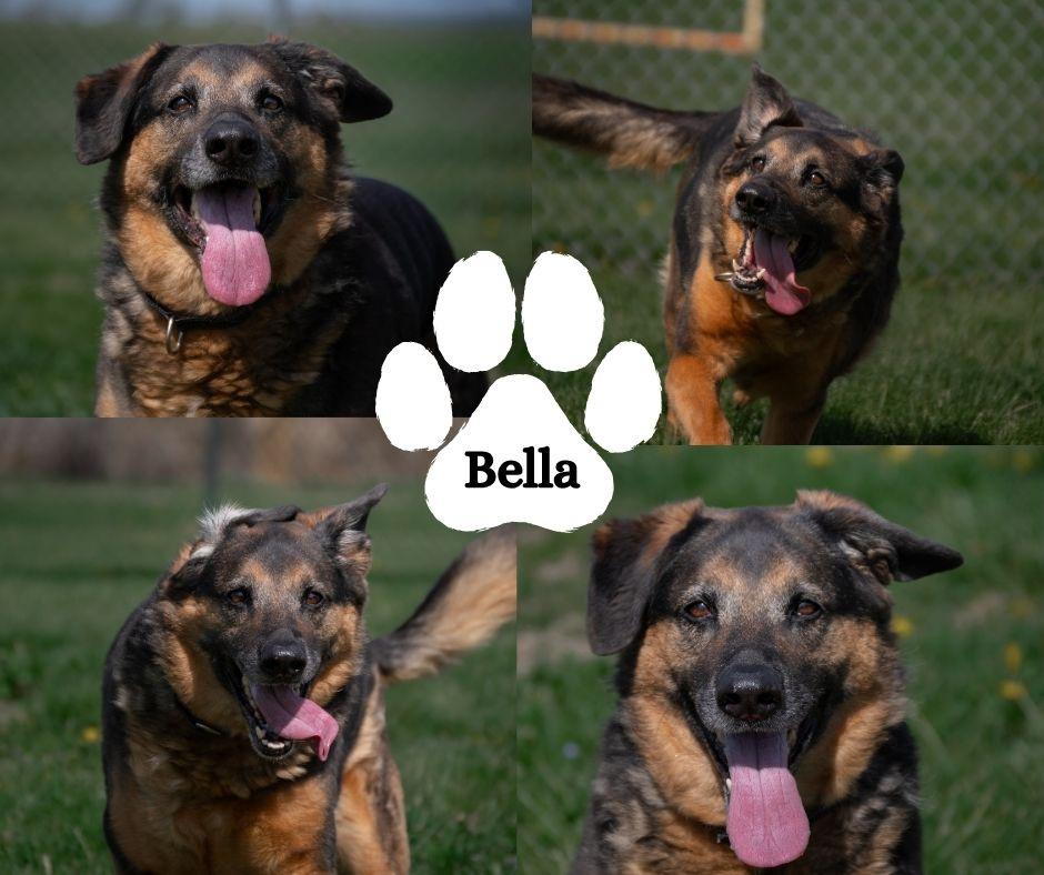 Enlarge Bella, a Adoptable mixed breed in Albany, NY image 3/3