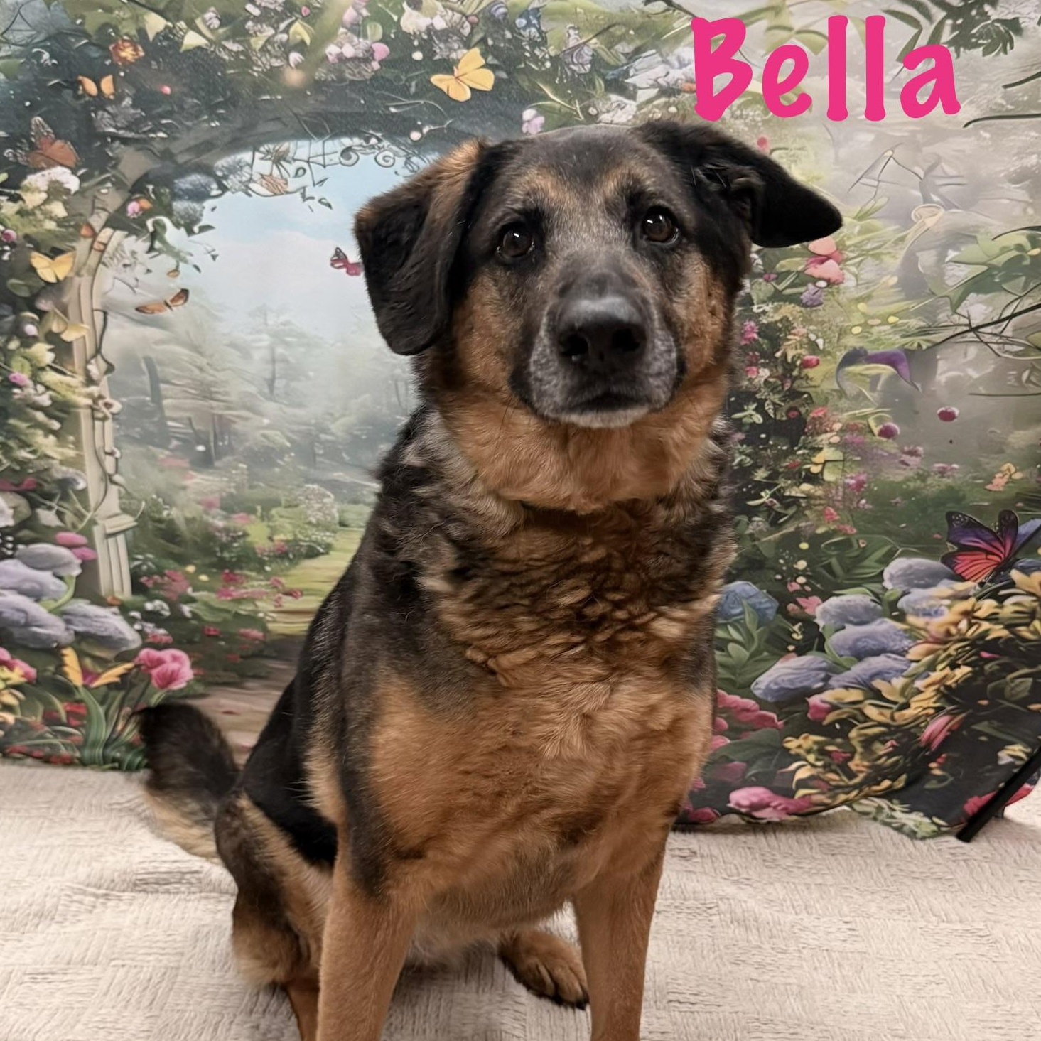 Enlarge Bella, a Adoptable mixed breed in Albany, NY image 1/3