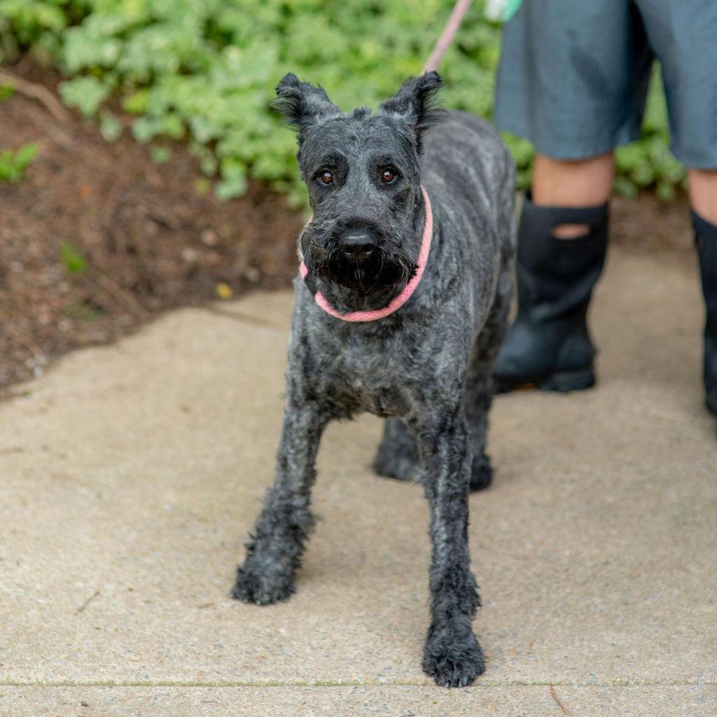 Enlarge Tully, a Adopted Bouvier des Flandres in Chester Springs, PA image 2/2