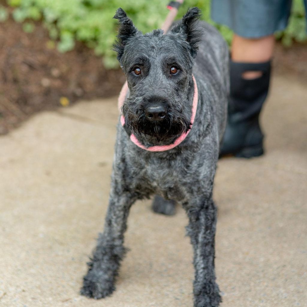 Tully, Adoptable, Adult Male Bouvier des Flandres.
