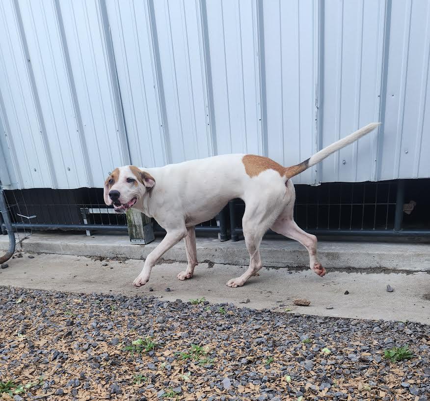 Enlarge Maggie, a ADOPTABLE mixed breed in Marshall, AR image 3/5