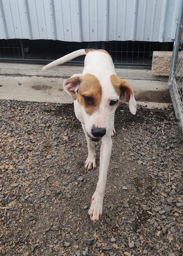 Maggie, ADOPTABLE, Adult Female Hound.