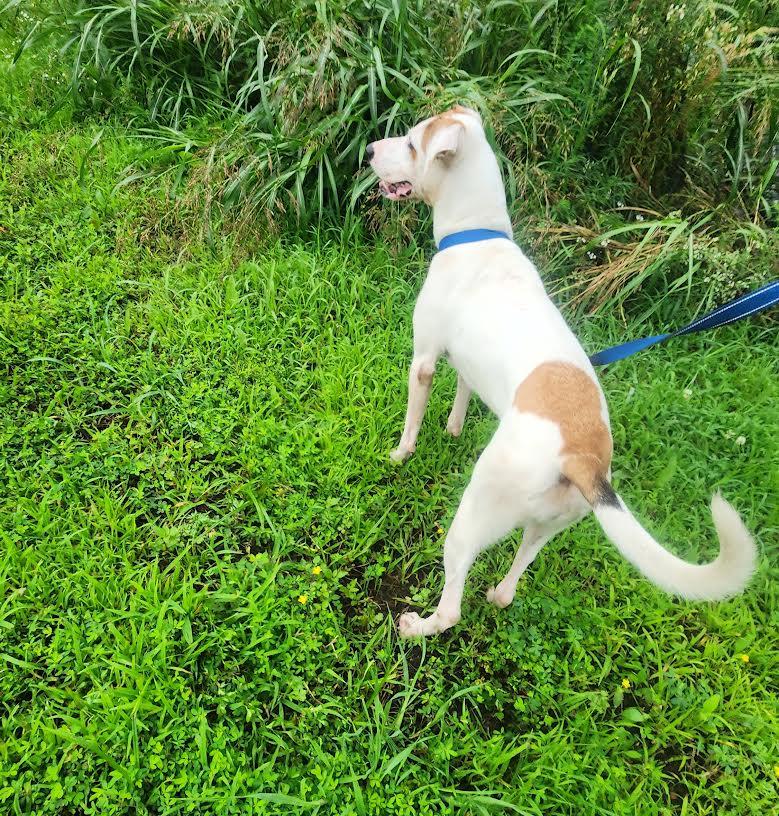 Enlarge Maggie, a Adoptable mixed breed in Marshall, AR image 6/6