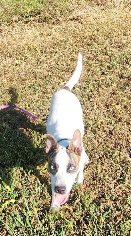 Enlarge Maggie, a Adoptable mixed breed in Marshall, AR image 5/6