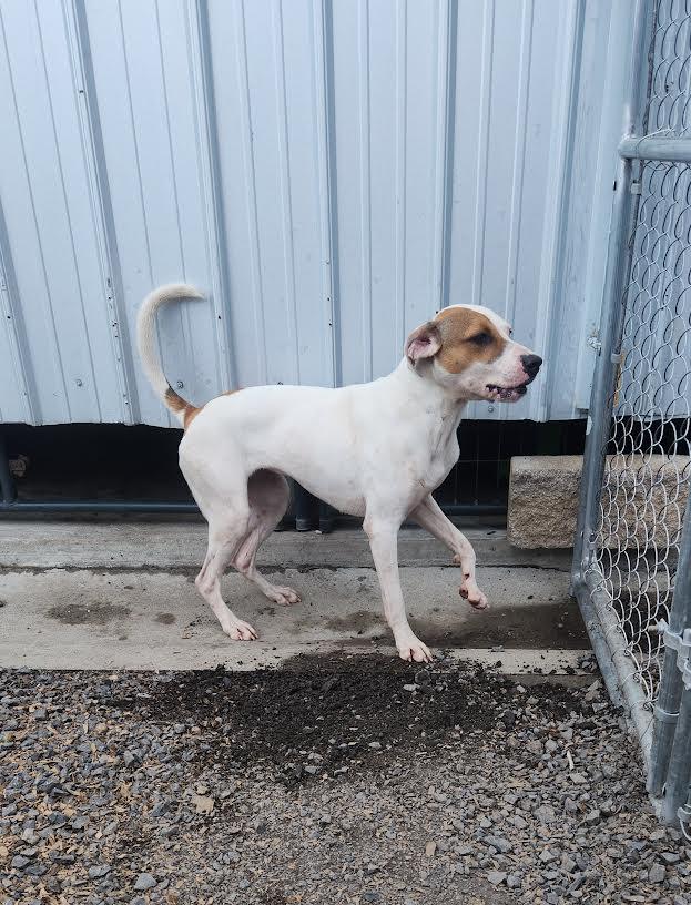 Enlarge Maggie, a ADOPTABLE mixed breed in Marshall, AR image 4/5
