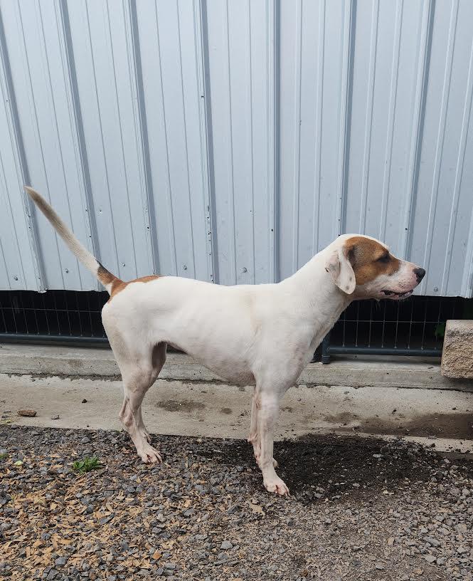 Enlarge Maggie, a ADOPTABLE mixed breed in Marshall, AR image 5/5