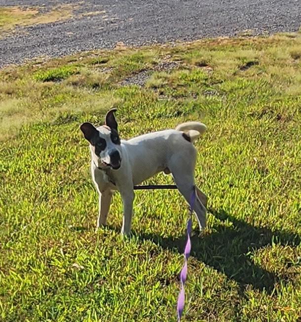 Enlarge Maggie, a Adoptable mixed breed in Marshall, AR image 4/6