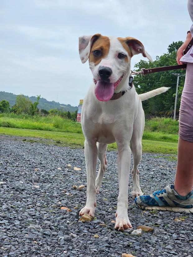 Enlarge Maggie, a Adoptable mixed breed in Marshall, AR image 1/6