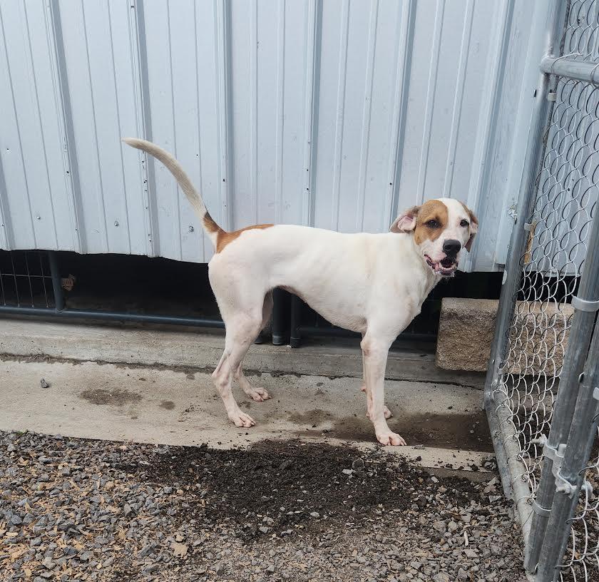 Enlarge Maggie, a ADOPTABLE mixed breed in Marshall, AR image 2/5