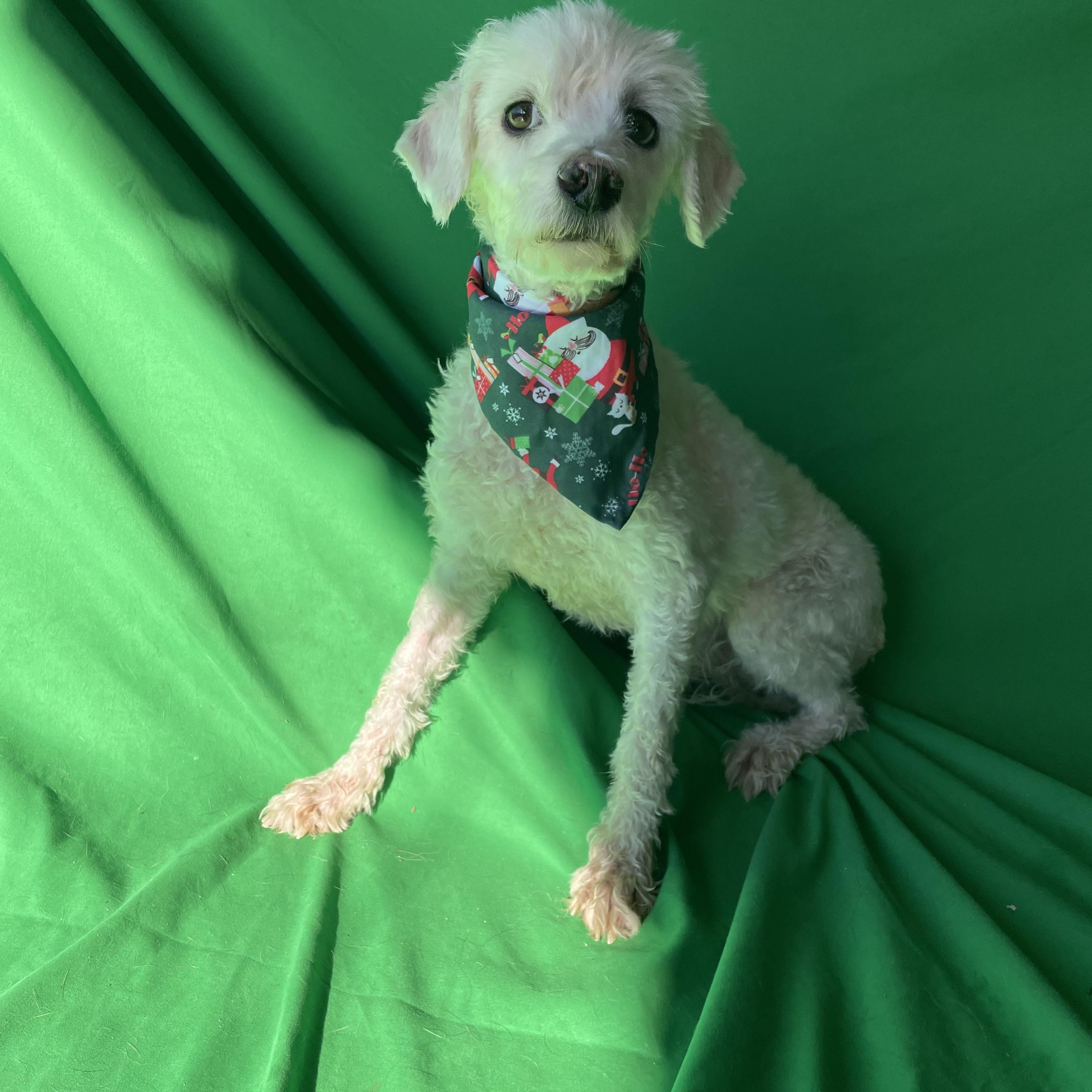 Enlarge Quincy, an adopted Miniature Poodle in Phoenix, AZ image 1/2