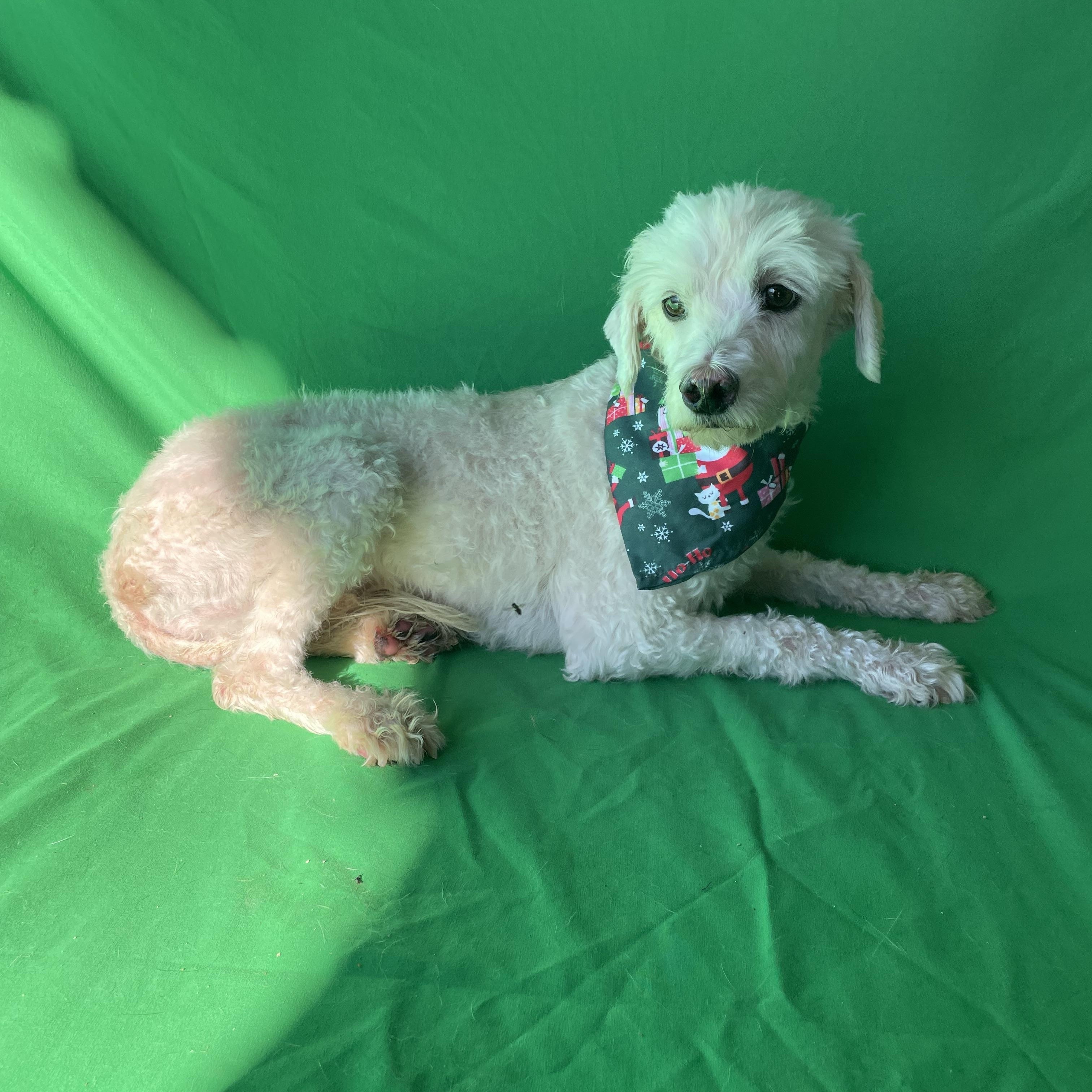 Enlarge Quincy, an adopted Miniature Poodle in Phoenix, AZ image 2/2