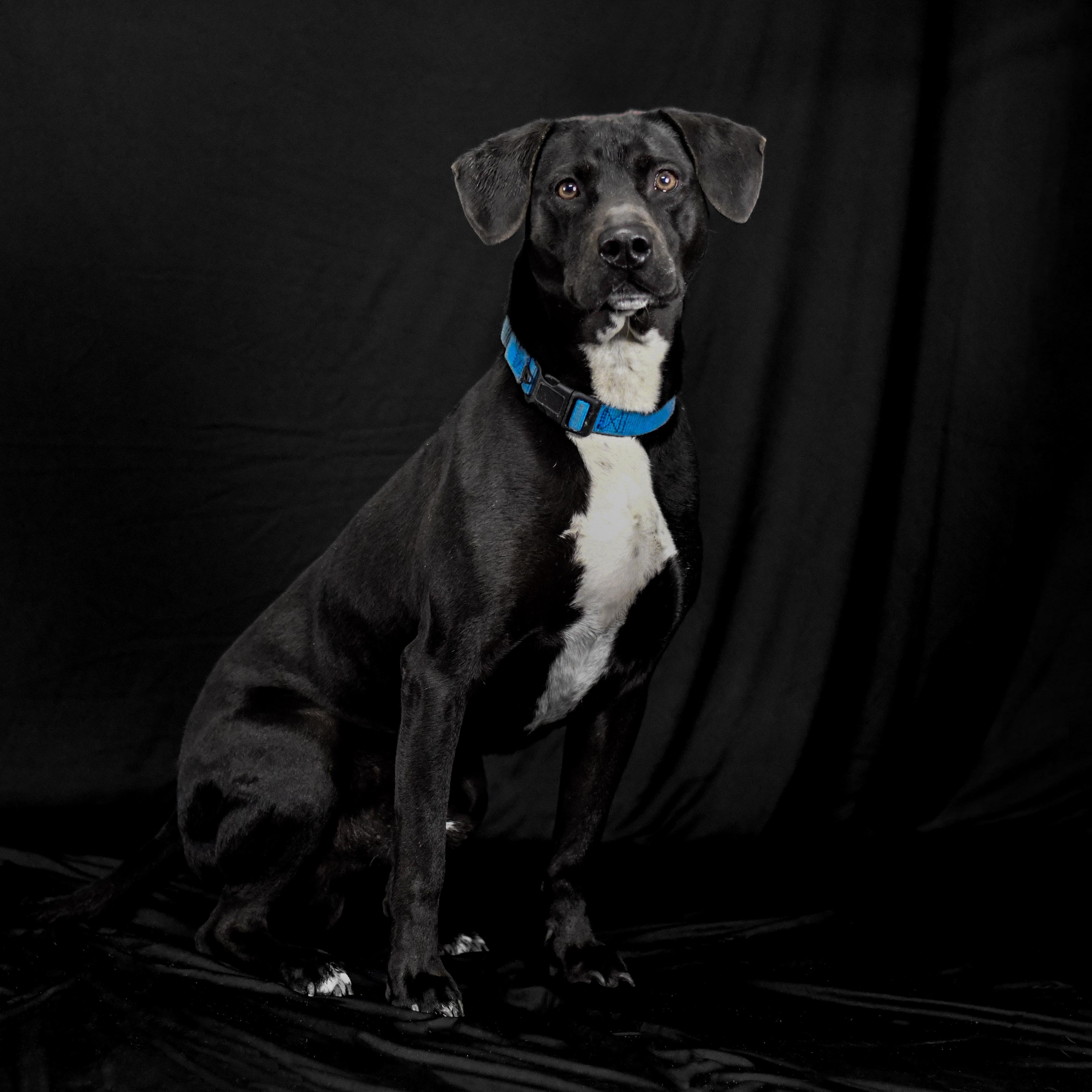 Enlarge Tracy, a ADOPTABLE mixed breed in Defuniak Springs, FL image 1/2