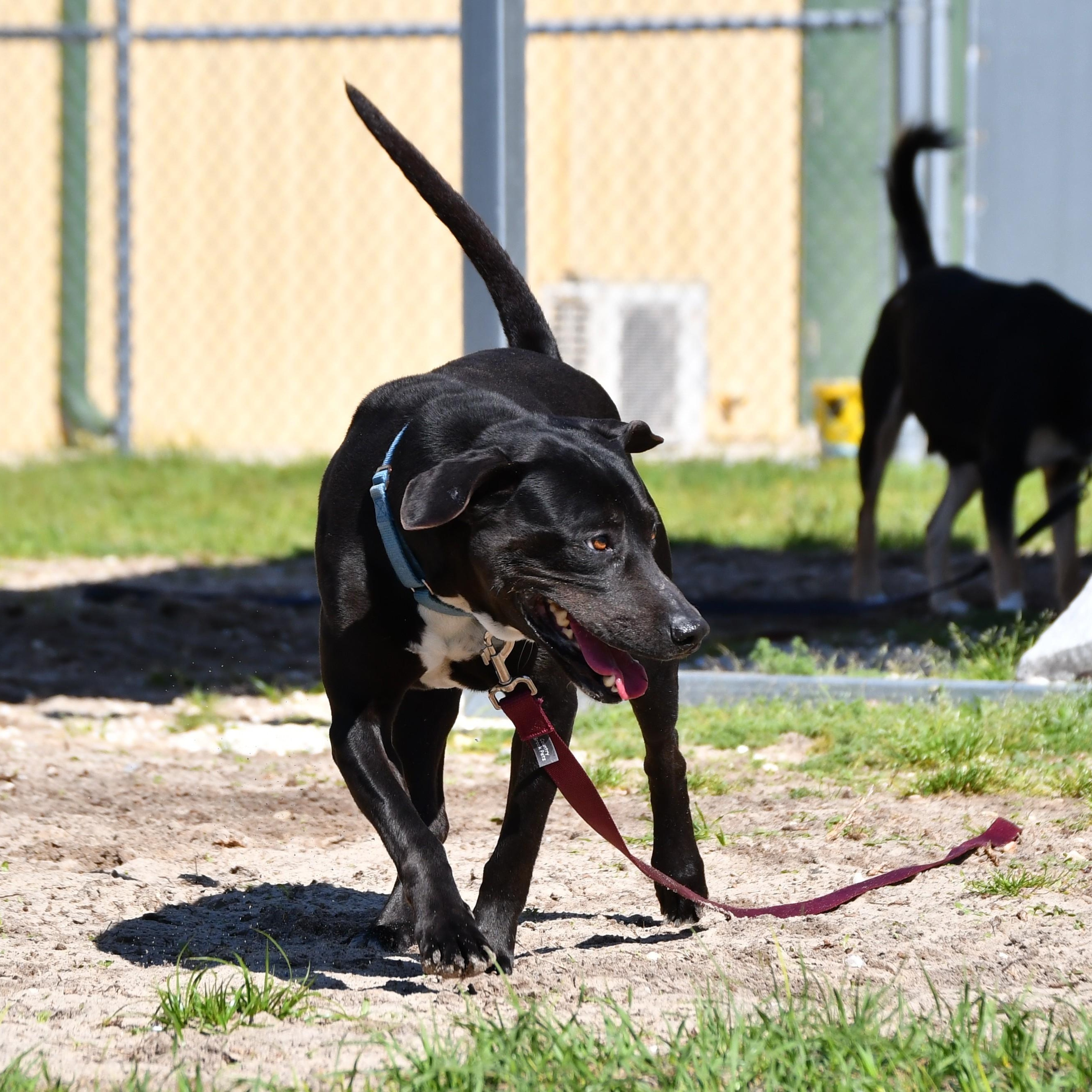 Enlarge Tracy, a ADOPTABLE mixed breed in Defuniak Springs, FL image 2/2