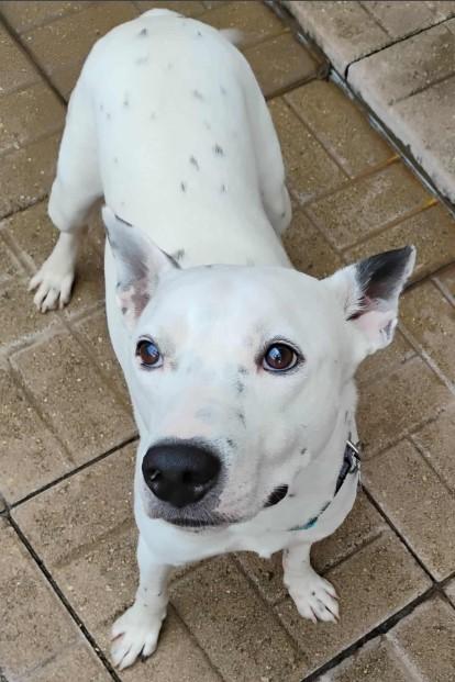 Enlarge Alpine, a Adoptable mixed breed in Barrington Hills, IL image 2/3