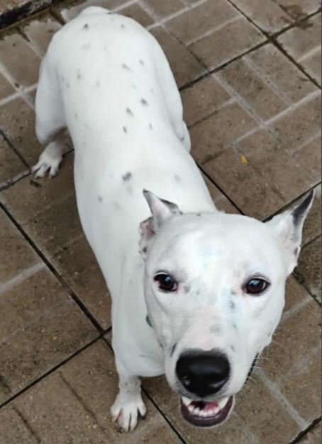 Enlarge Alpine, a Adoptable mixed breed in Barrington Hills, IL image 3/3