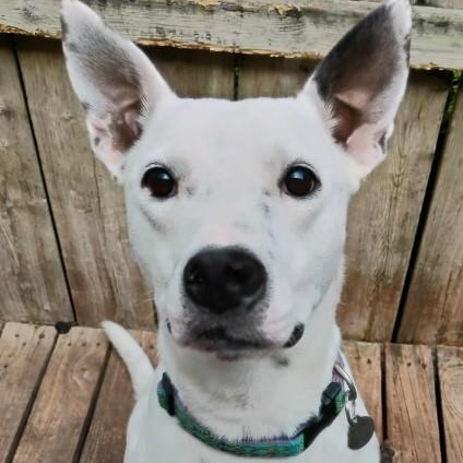 Enlarge Alpine, a Adoptable mixed breed in Barrington Hills, IL image 1/3