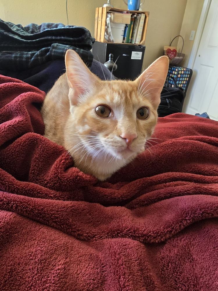 Linx, a Adoptable Domestic Short Hair in Bellingham, WA image 1/4