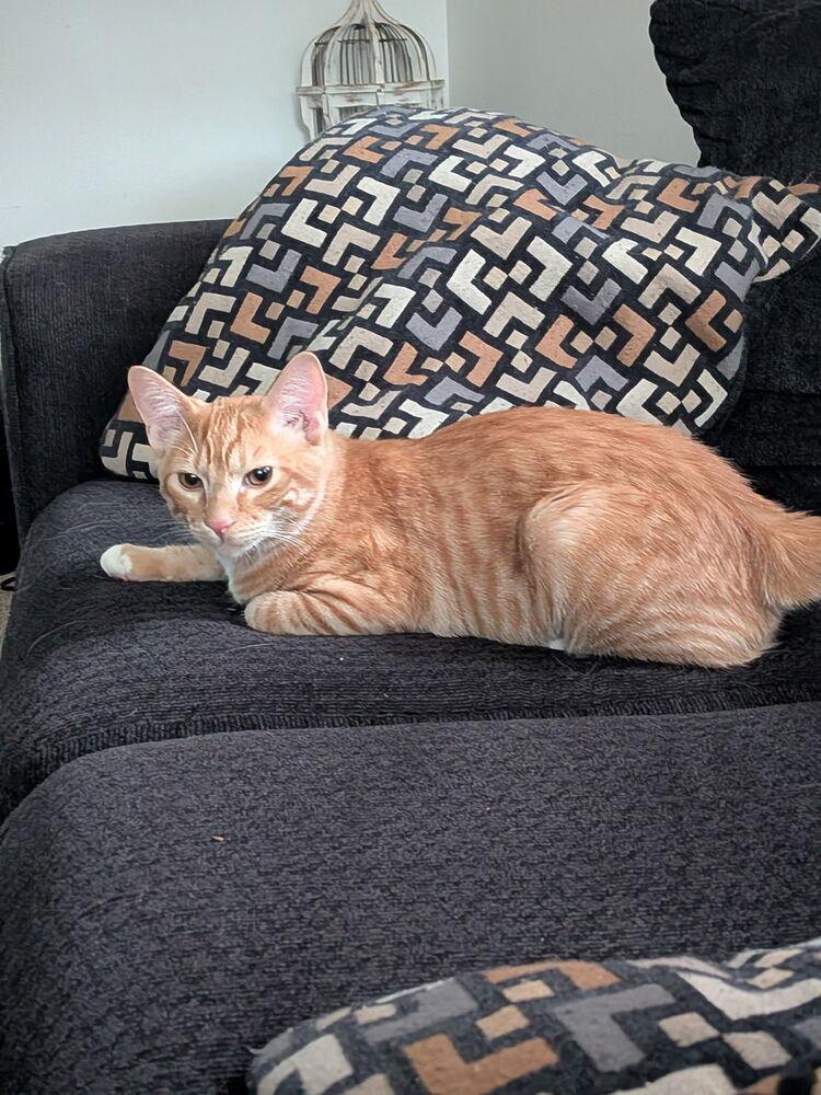 Linx, a Adoptable Domestic Short Hair in Bellingham, WA image 2/4