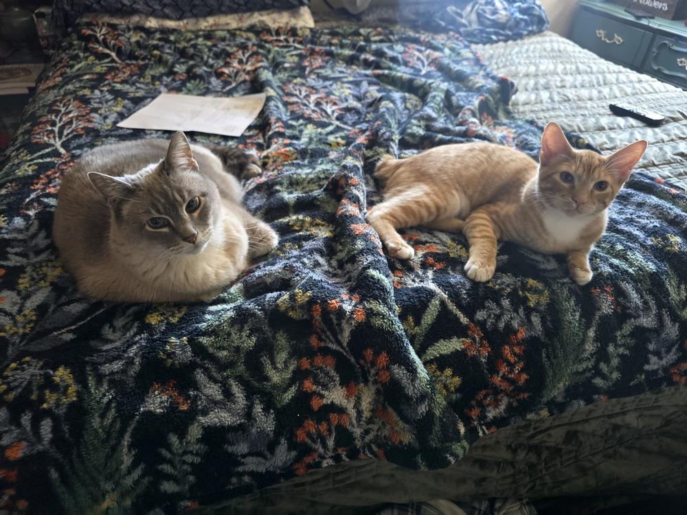 Linx, a Adoptable Domestic Short Hair in Bellingham, WA image 3/4