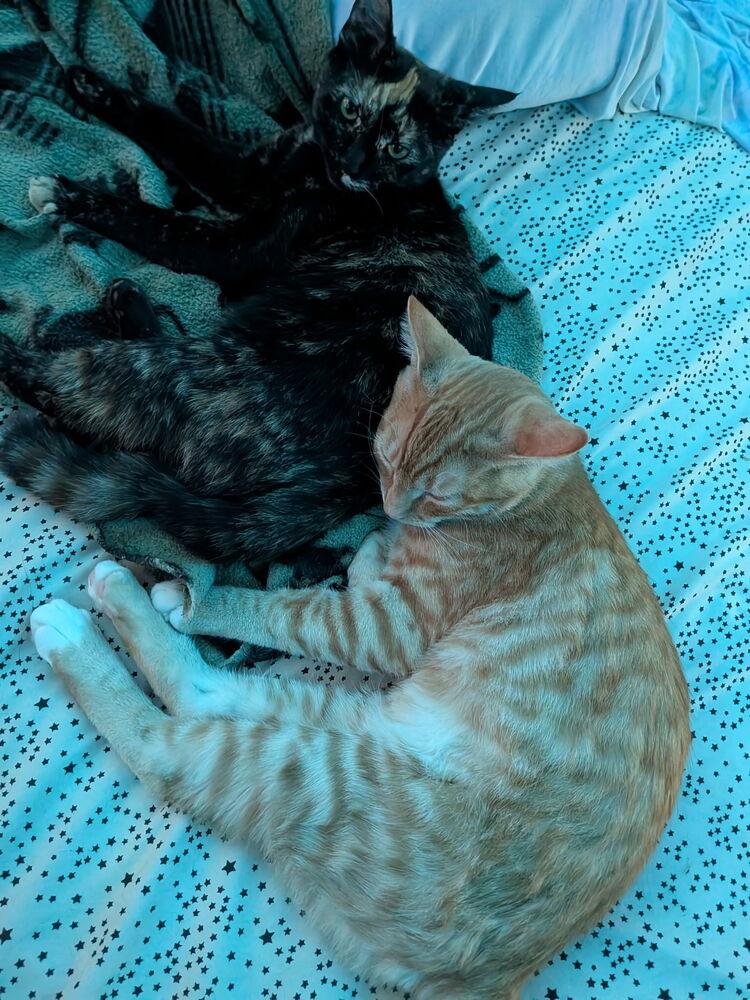 Linx, a Adoptable Domestic Short Hair in Bellingham, WA image 4/4