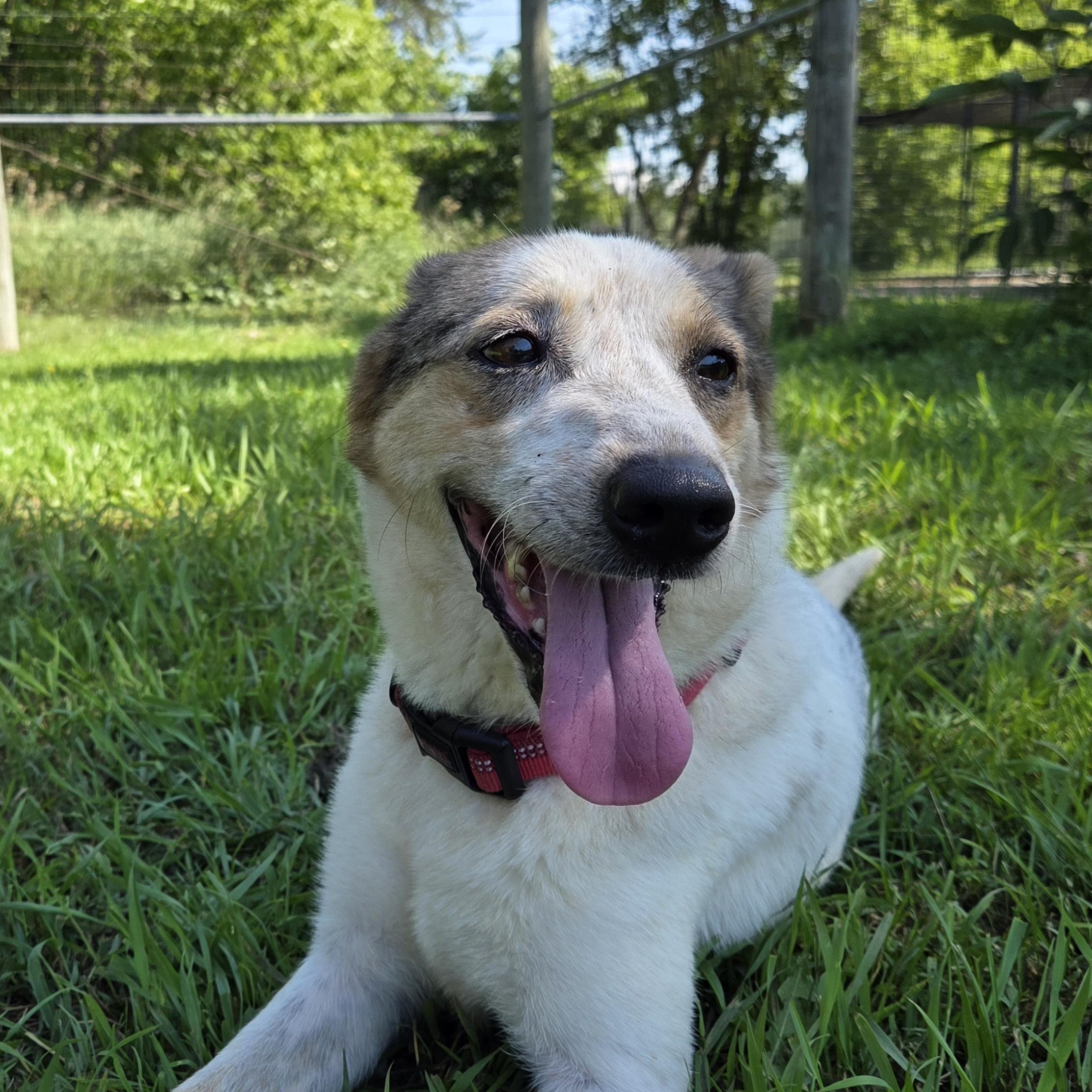 Demi, a ADOPTABLE mixed breed in Park Rapids, MN image 1/2