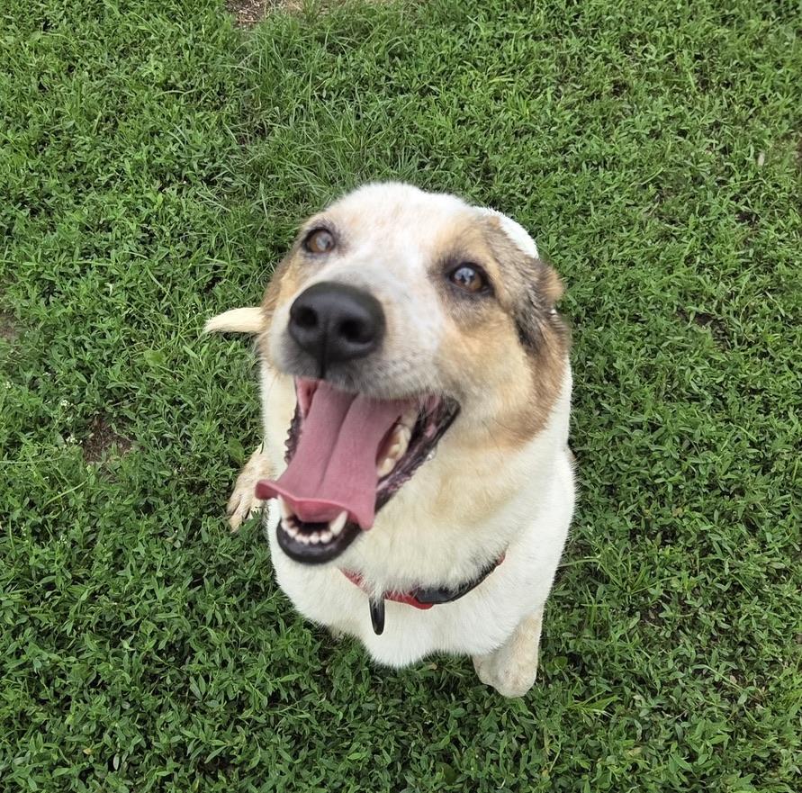 Demi, a ADOPTABLE mixed breed in Park Rapids, MN image 2/2