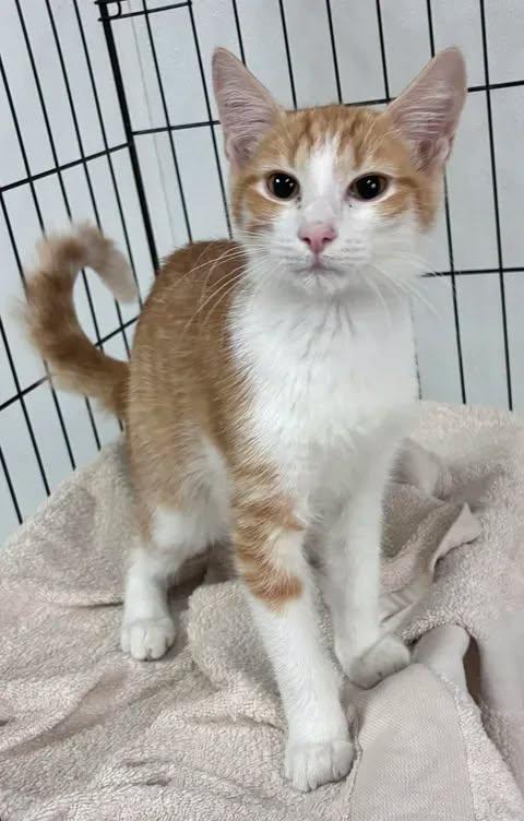 Grady, ADOPTABLE, Kitten Male American Shorthair.