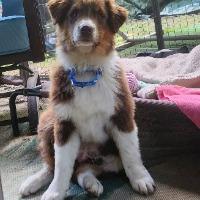 Fozzie, adopted, Young Male Australian Shepherd.