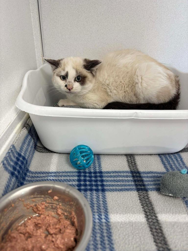 Enlarge Terrestrial, a Adoptable Exotic Shorthair in Van Wert, OH image 1/1