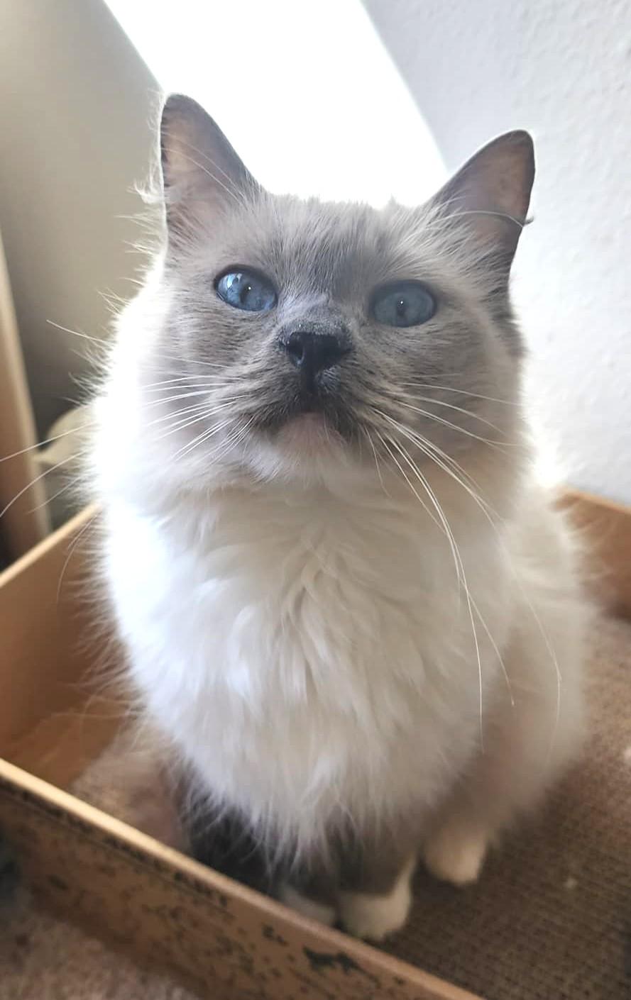 Judy, adoptable, Adult Female Ragdoll.